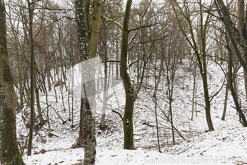 Image of trees in the forest