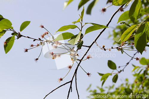 Image of cherry tree