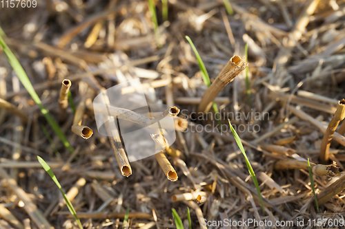 Image of after harvesting