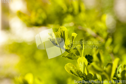 Image of young foliage