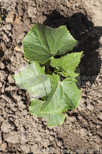 Image of green foliage on cucumber