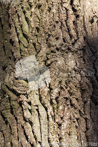 Image of The bark