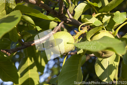 Image of green foliage