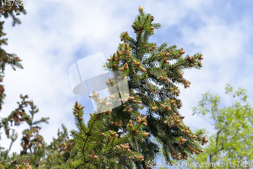 Image of young tree spruce