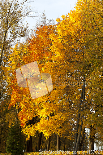 Image of beautiful trees