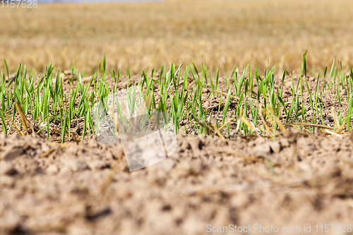 Image of green wheat