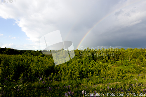 Image of mixed forest