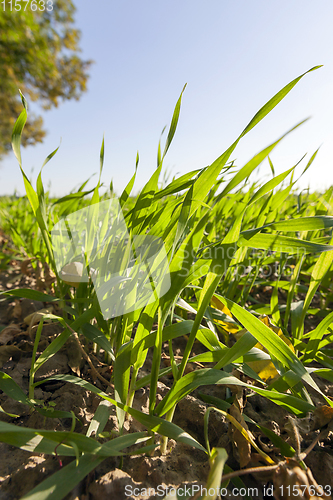 Image of green grass