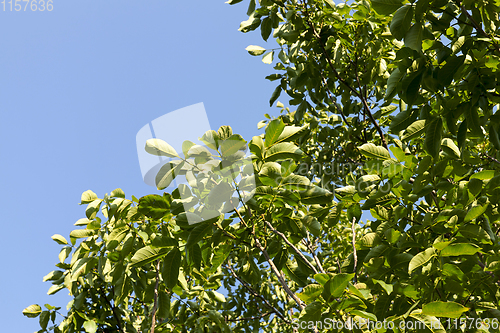 Image of green walnut foliage