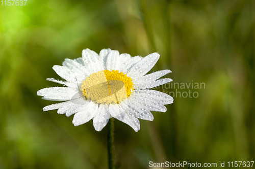 Image of white daisy flower