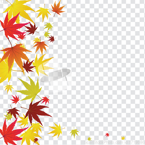 Image of Maple leaves on transparency grid