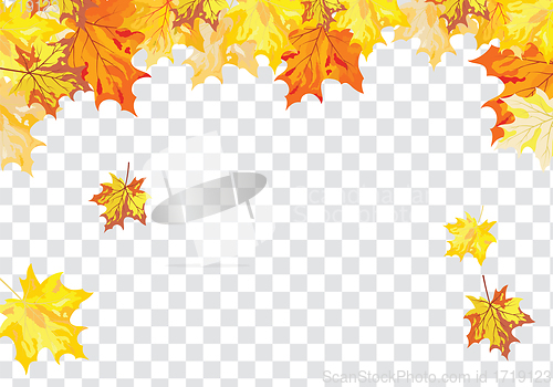 Image of Maple leaves on transparency grid