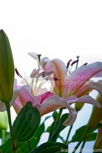 Image of pink lily flower bouquet