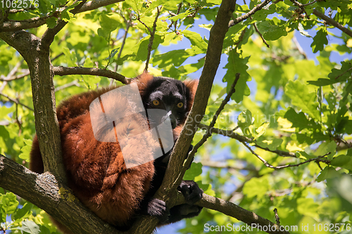 Image of Red ruffed lemur, Varecia rubra