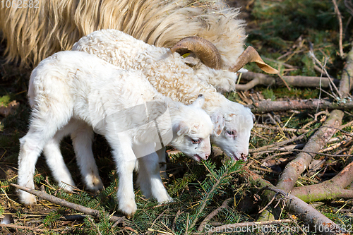 Image of Sheep with lamb, easter symbol