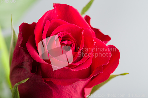 Image of bouquet fresh red roses