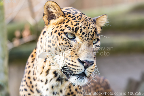 Image of cejlon Sri Lankan leopard, (Panthera pardus kotiya)