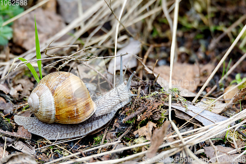 Image of Garden snail (Helix aspersa)