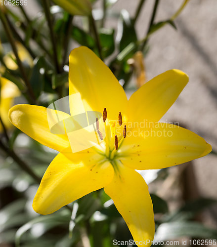 Image of beautiful lily flower in bloom