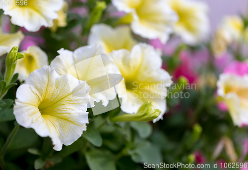 Image of yellow flower Petunia Surfinia Vein