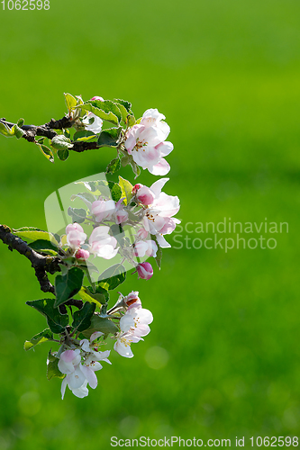 Image of flowering apple tree in spring