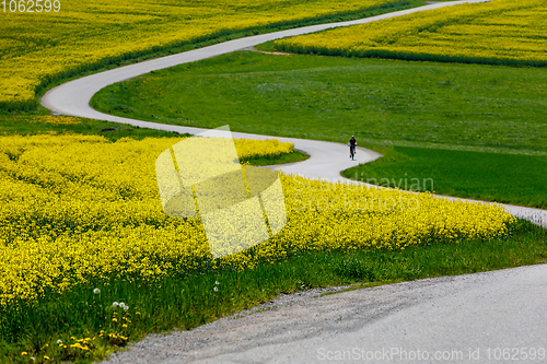 Image of Beautiful rape field spring rural landscape