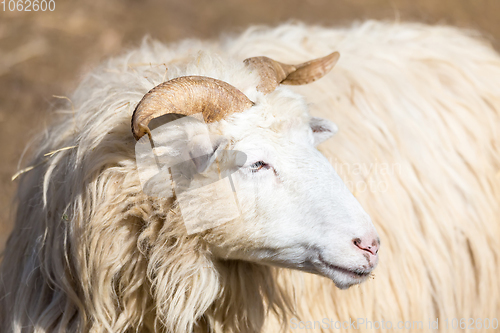 Image of ram or rammer, male of sheep