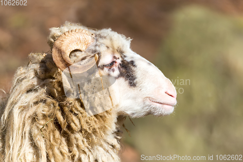 Image of ram or rammer, male of sheep