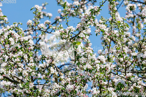 Image of flowering apple tree in spring