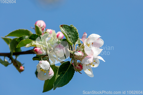 Image of flowering apple tree in spring