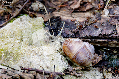 Image of Garden snail (Helix aspersa)