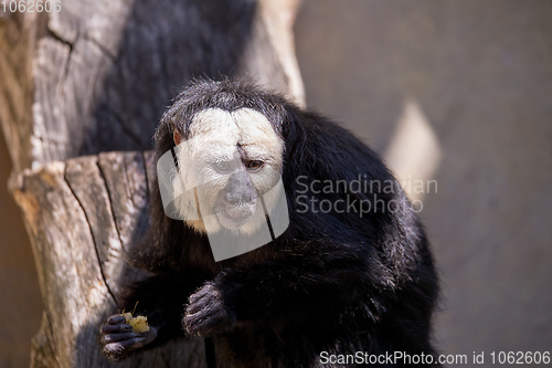 Image of Golden-face saki monkey