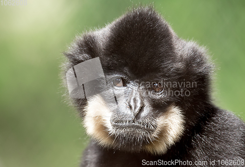 Image of primate gibbon (Nomascus gabriellae)