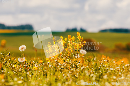 Image of spring flowers dandelions in meadow, springtime scene