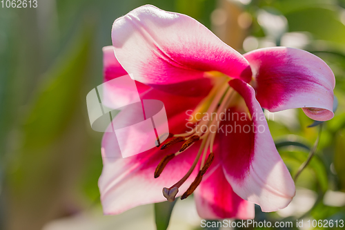 Image of beautiful lily flower in bloom