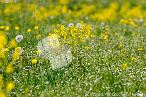 Image of spring flowers dandelions in meadow, springtime scene