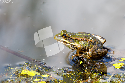 Image of Beautiful marsh frog, European wildlife