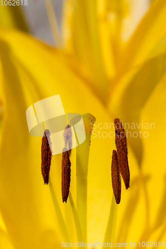 Image of beautiful lily flower in bloom