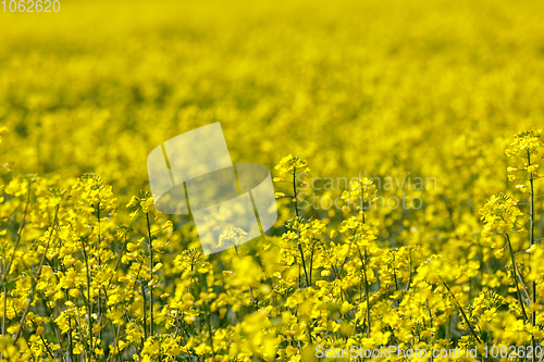 Image of spring Rape field