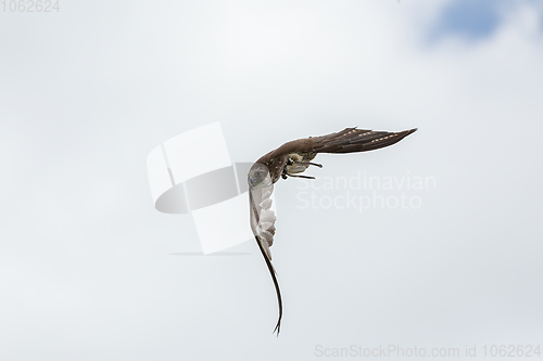 Image of trained bird falcon flying in nature