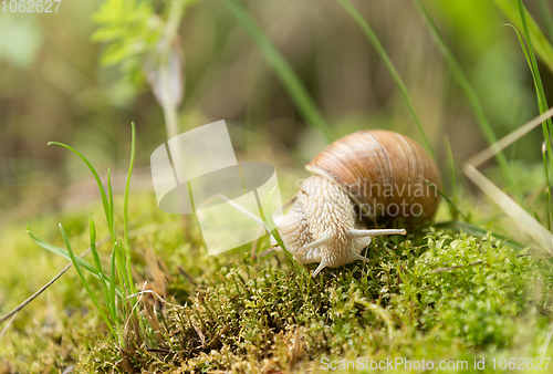 Image of Garden snail (Helix aspersa)