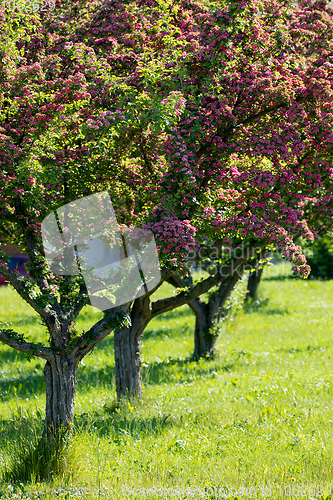 Image of Pink flowers hawthorn tree