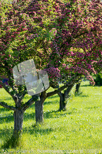 Image of Pink flowers hawthorn tree