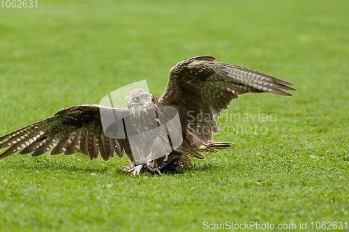 Image of trained bird falcon flying in nature
