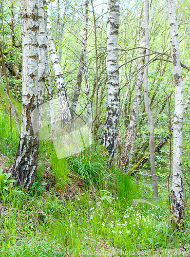 Image of birch tree in countryside