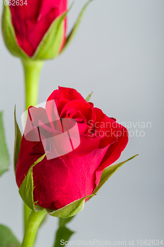 Image of bouquet fresh red roses