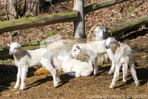 Image of Sheep with lamb, easter symbol