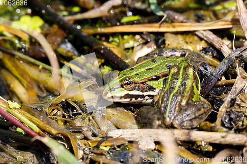 Image of Beautiful marsh frog, European wildlife