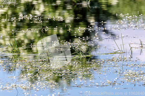 Image of flowering pond in spring