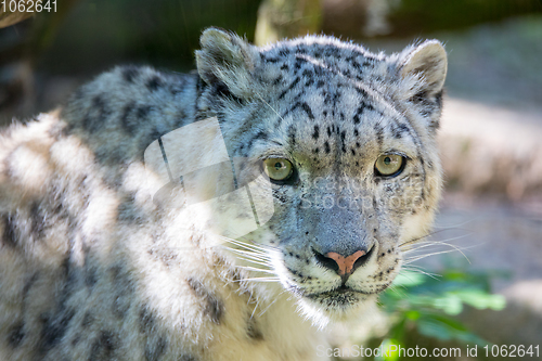 Image of snow leopard - Irbis